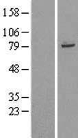 NBL1-17307 - TRIM56 Lysate