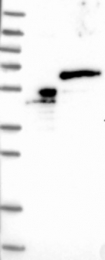 NBP1-83863 - TRIM68 / RNF137