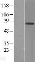 NBL1-17316 - TRIM9 Lysate