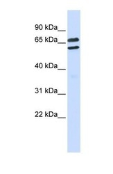 NBP1-54340 - TRIML1 / RNF209