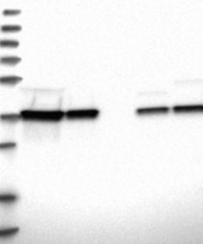 NBP1-84874 - EIF3I / EIF3S2
