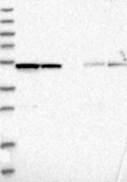 NBP1-88250 - TRMT11 / C6orf75