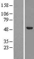 NBL1-17324 - TRMT5 Lysate