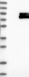 NBP1-86892 - TYRP2 / DCT