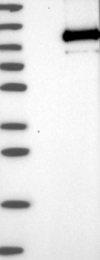 NBP1-86266 - TRPC3 / TRP3