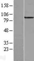 NBL1-17331 - TRPC3 Lysate