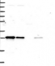NBP1-81230 - TRPT1
