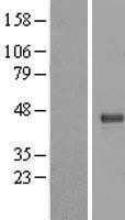 NBL1-17347 - TRUB1 Lysate
