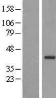 NBL1-17348 - TRUB2 Lysate