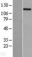 NBL1-17350 - TSC1 Lysate