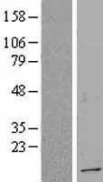 NBL1-17351 - TSC22D1 Lysate