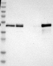 NBP1-80688 - TSC22D4