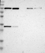 NBP1-83991 - TSFM