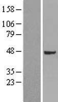 NBL1-17358 - TSG101 Lysate