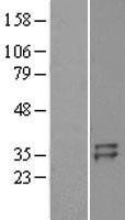 NBL1-17137 - TSG6 Lysate
