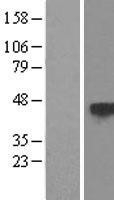 NBL1-17365 - TSP50 Lysate