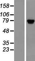 NBL1-17389 - TSR1 Lysate