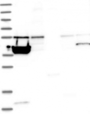NBP1-85927 - TSSC1