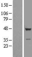 NBL1-17391 - TSSC1 Lysate
