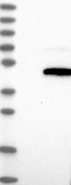 NBP1-83408 - TSTA3