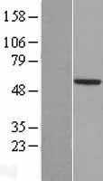 NBL1-08608 - TSTD2 Lysate