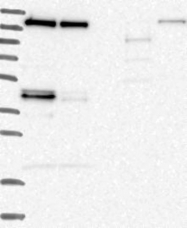 NBP1-82888 - TTBK1
