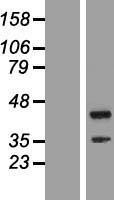NBL1-10761 - TTC23L Lysate
