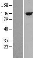 NBL1-17403 - TTC27 Lysate