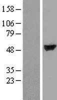 NBL1-17410 - TTC38 Lysate