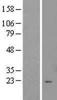 NBL1-17414 - TTC9C Lysate