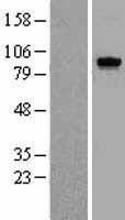 NBL1-17415 - TTK protein kinase Lysate