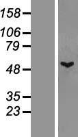 NBL1-17417 - TTLL1 Lysate