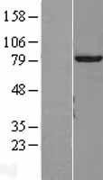 NBL1-17418 - TTLL12 Lysate