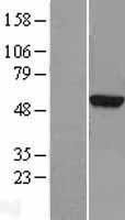 NBL1-17431 - TUBA3D Lysate