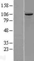 NBL1-17446 - TUBGCP2 Lysate