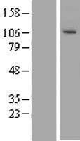 NBL1-17447 - TUBGCP3 Lysate