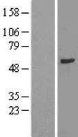 NBL1-17451 - TULP2 Lysate