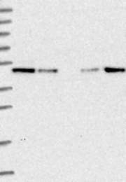 NBP1-87676 - KIAA0174 / IST1