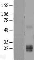 NBL1-17461 - TWSG1 Lysate