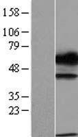 NBL1-17468 - TXNDC15 Lysate