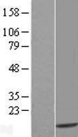 NBL1-17469 - TXNDC17 Lysate
