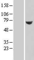 NBL1-17470 - TXNDC3 Lysate