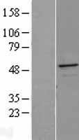 NBL1-17471 - TXNDC4 Lysate