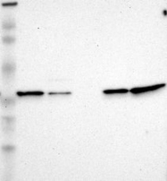 NBP1-86899 - TXNL1