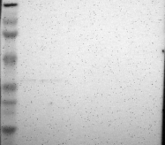 NBP1-86900 - TXNL1