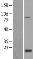 NBL1-17477 - TXNL4B Lysate
