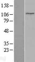 NBL1-17194 - Topoisomerase I Lysate