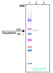 NB300-340 - Transferrin
