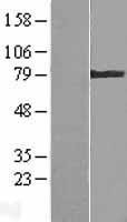 NBL1-16868 - Transglutaminase 4 Lysate