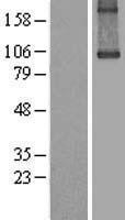 NBL1-16865 - Transglutaminase Lysate